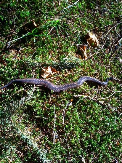 Skoro som na marhu stupil...