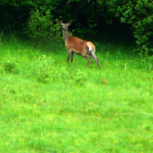 čakal som srnca, ale potešila ma aj ona
