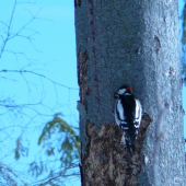 Ďubal, až sa doďubal