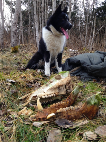 Pri hľadaní zhodov