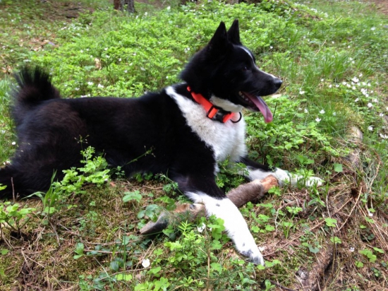 Lajka po treningu na stope