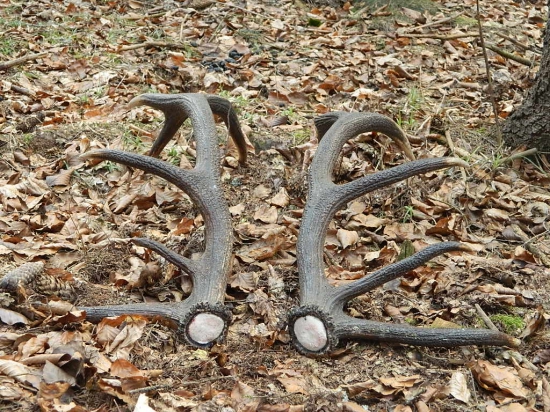 Krásna para dvanastoraka