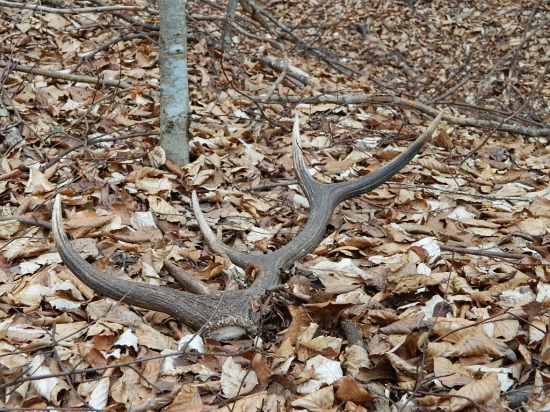 Vidlicový desatorak