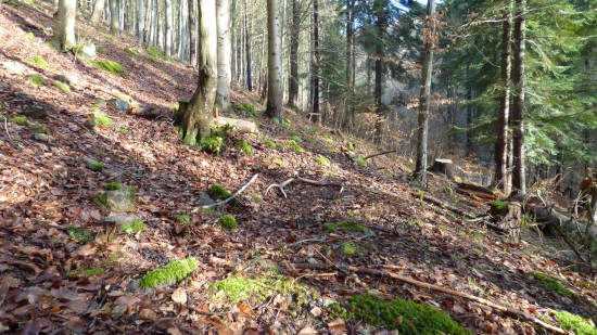 osmorák -prvý pohlaď