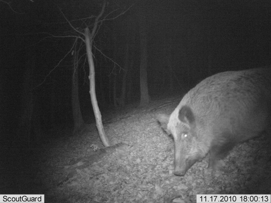 pravdepodobne pekna diviacica