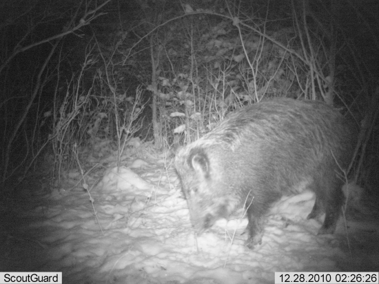 asi zacitilo rožky :)