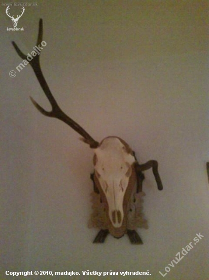 raritny osmorak