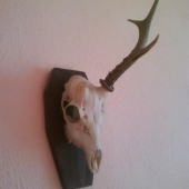 srnec s jednym parozkom