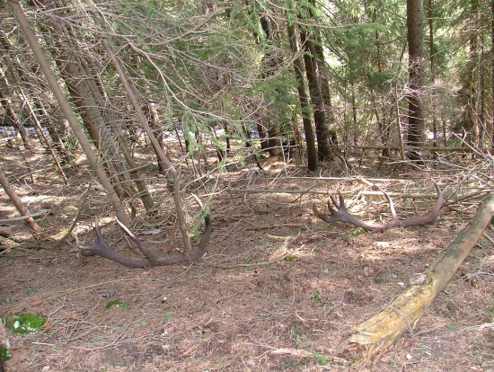 LIPTOV SPOMIENKA NA 2009