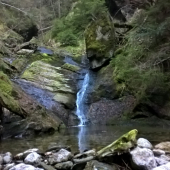 divočina