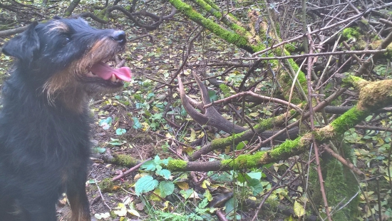 pre môjho dobrého gazdu
