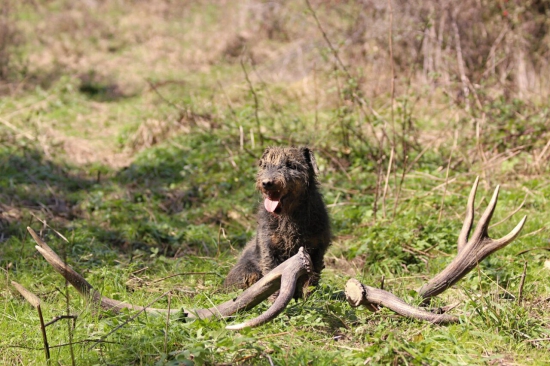 šťastná prechádzka s neštastím