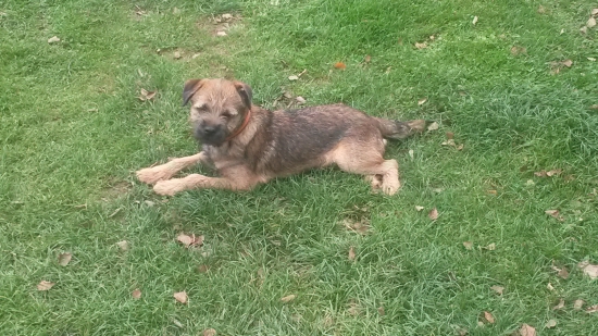 Bak z Borského panství