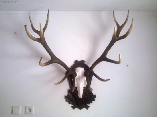 kolik má asi bodů?