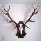 kolik má asi bodů?