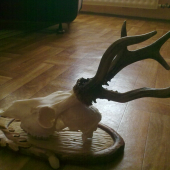raritka