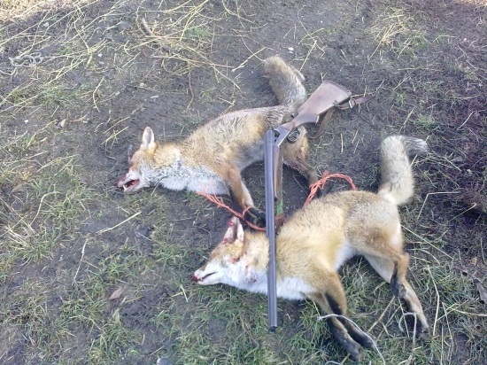 dvaja silvestrovsky lisiaci ....