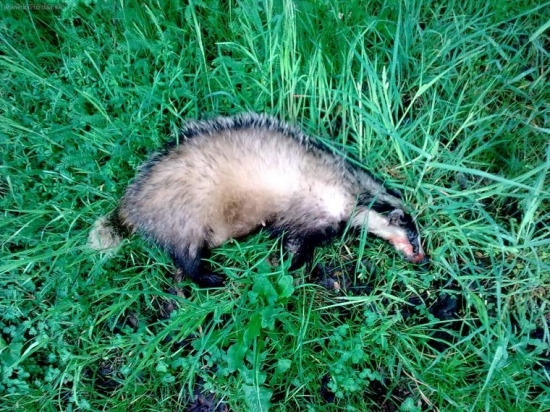 chudatka mlade...trafilo ju auto