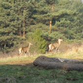 najprv dve krasky...