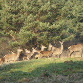 ...a potom dalsich devat