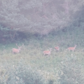uz si ich kral hlada