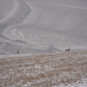 8.1.-dnes je ich vsade plno