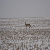 cha,aka som karsna :)