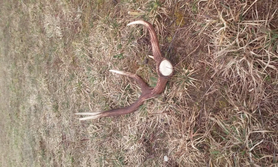 Konečne sa zadarilo už aj mne :) prvý tohtoročný