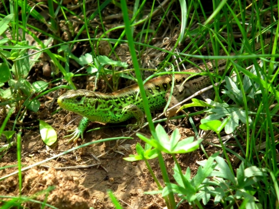 Jašterica obyčajná