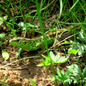 Jašterica obyčajná