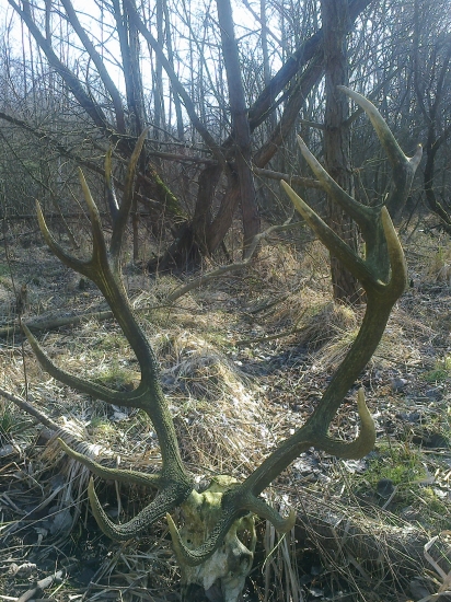 dnešná prechádzka po lese