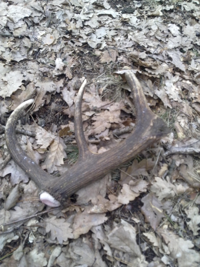 Smola alebo šťastie?