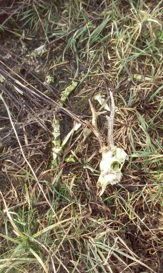 včerajšia prechádzka