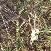 včerajšia prechádzka