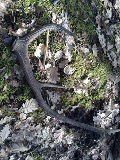 pohlad ako som ho nasiel