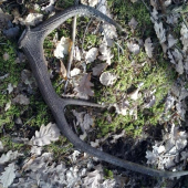 pohlad ako som ho nasiel