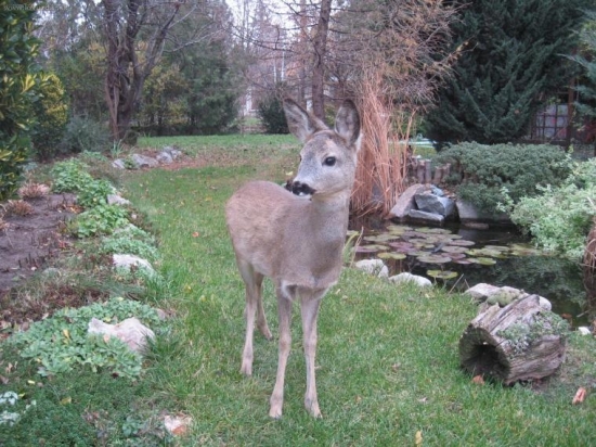 naša Bambi