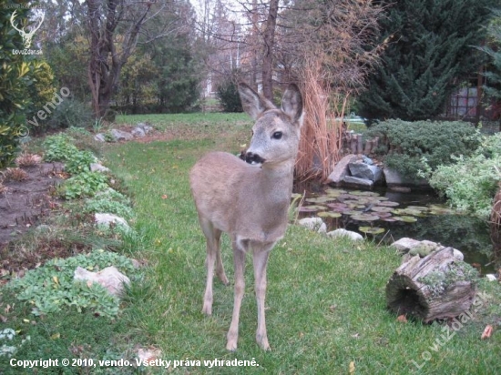 naša Bambi
