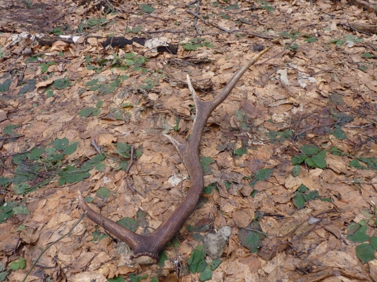 Minuloročný, ale potešil... :-)