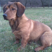 Bax