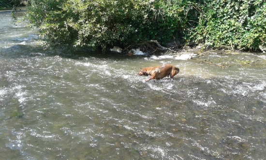 vodu áno áno áno .....