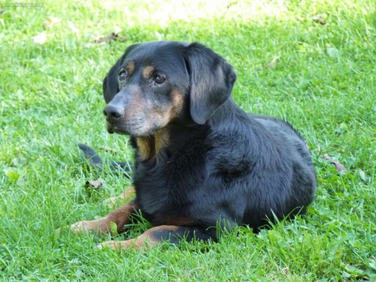 náš Dargo (na fotke 14r.)