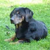 náš Dargo (na fotke 14r.)