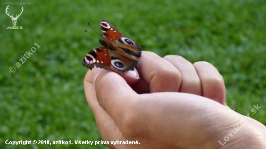 Babocka pavooka