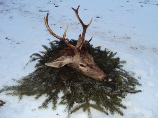 uspesne rano 30 12 11