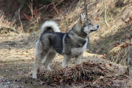 Ivar spoznáva revír