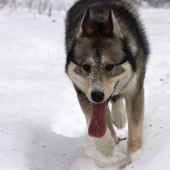 Skoro si ho pristupil...