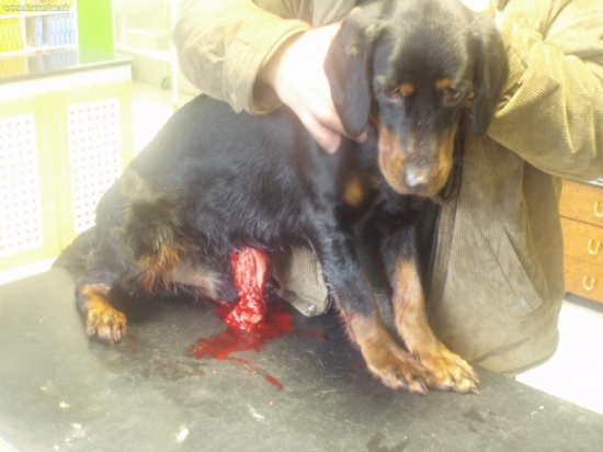 diviak bol rýchlejši