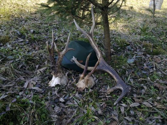 KED SA STASTICKO USMEJE