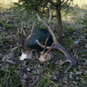 KED SA STASTICKO USMEJE